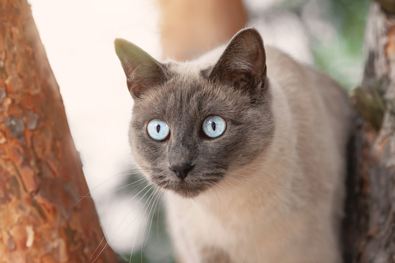 Стресс влияет на то, сколько весит тайская кошка