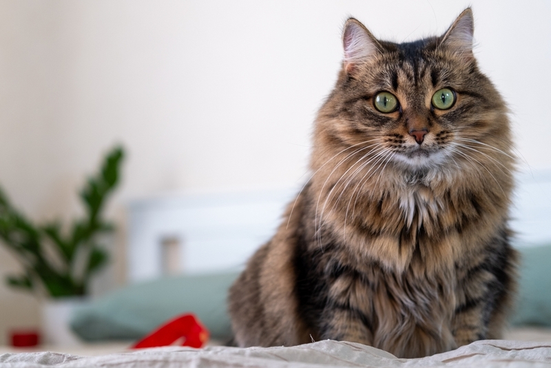 Паразиты могут влиять на то, сколько весит сибирская кошка