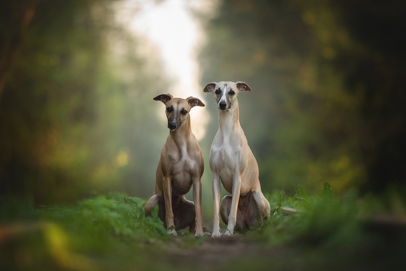 Сколько живут уиппеты в домашних условиях?