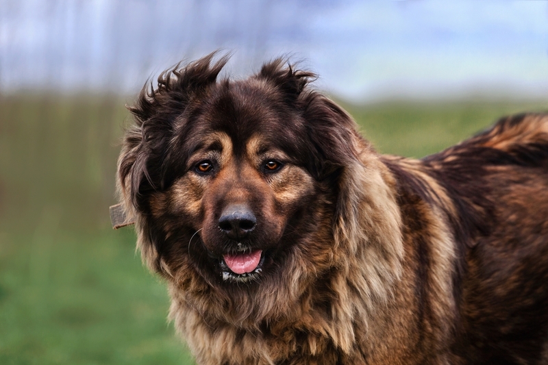 Возраст влияет на то, сколько весит кавказская овчарка