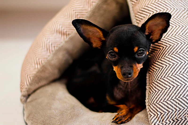 Во время беременности у той-терьера может понизиться температура