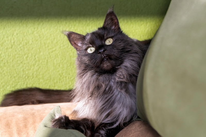 Течка может закончиться неплановой вязкой у мейн-куна