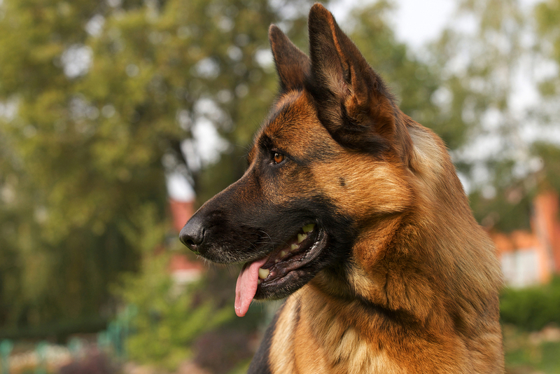 Вязка немецкой овчарки должна проходить правильно