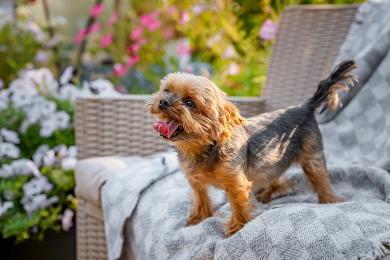 Несбалансированный рацион может стать причиной болезней йоркширского терьера