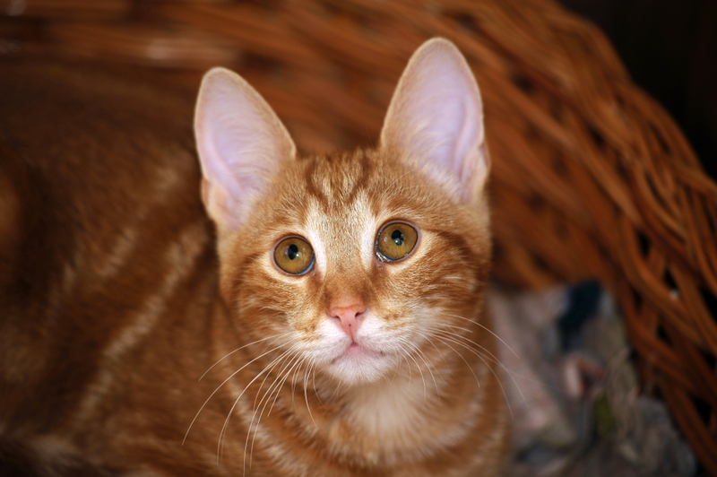 Как владельцу развеселить кота с помощью лежанки?