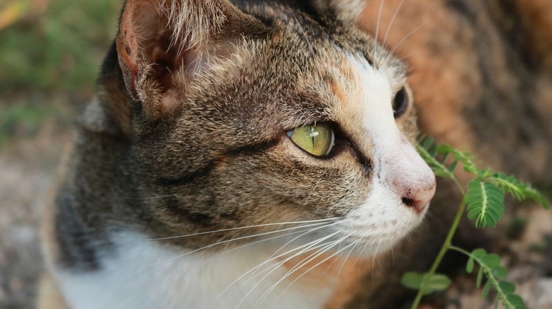 Вибриссы кошкам помогают ориентироваться в пространстве