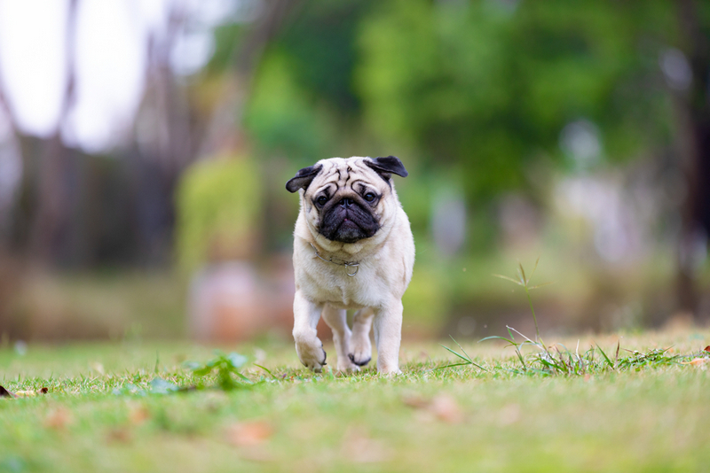 Течка у мопса проходит циклично