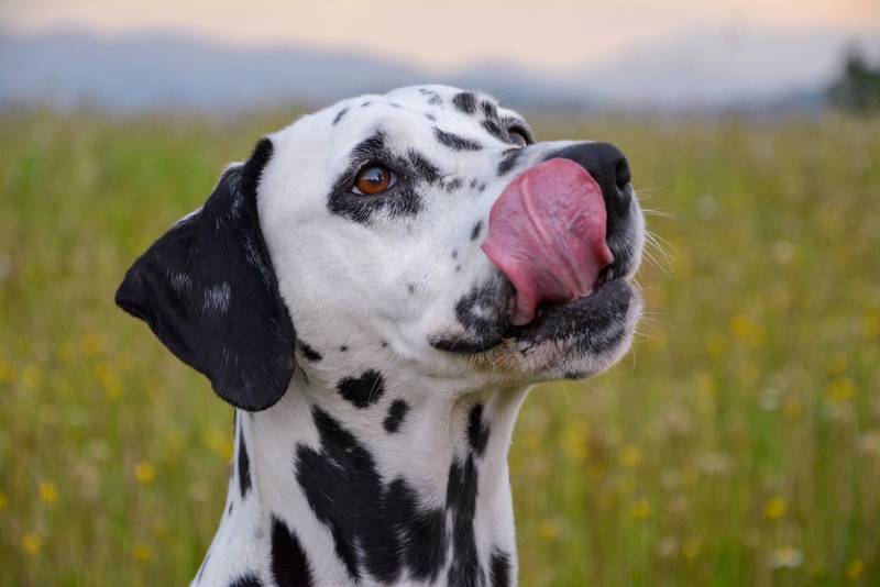 Далматины — собаки со смешным окрасом