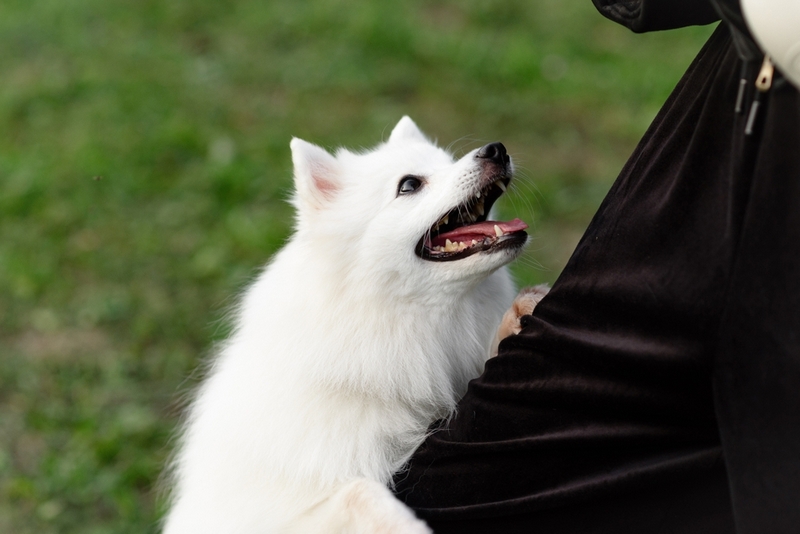 Японский шпиц живет меньше человека