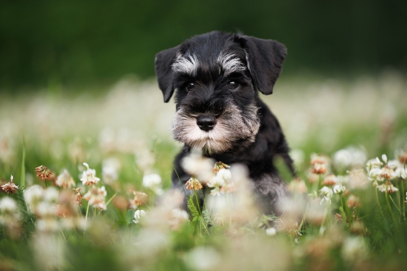 Вес цвергшнауцера растет по мере взросления