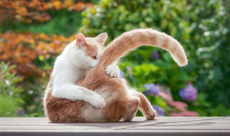 котенок играет с хвостом