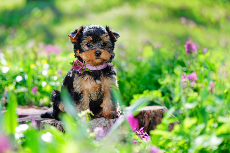 Отличается ли мини-йорк от стандарта?