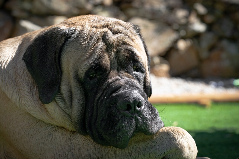 Важно контролировать, сколько весит английский мастиф