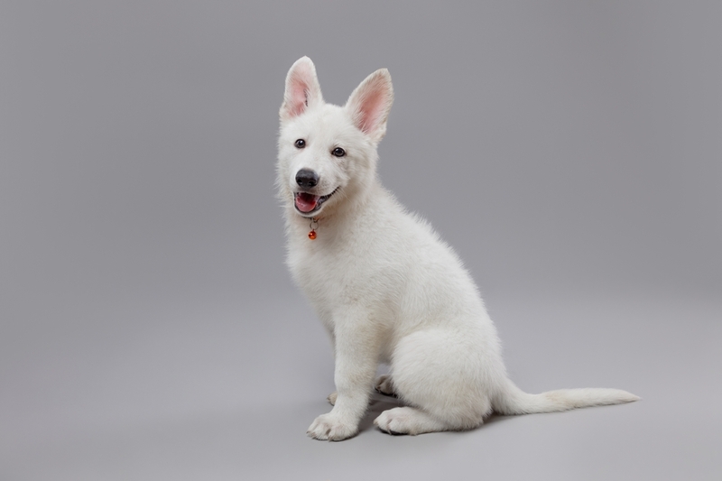 Щенок белой немецкой овчарки