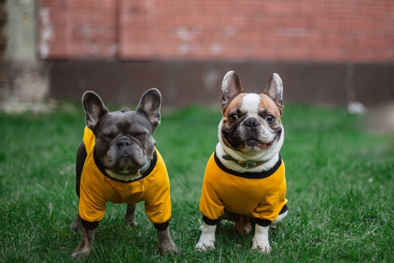 Заразиться бешенством собака может от сородича