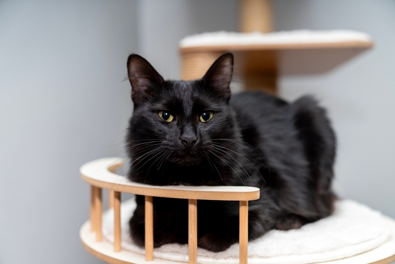 У пожилых кошек диабет диагностируют чаще