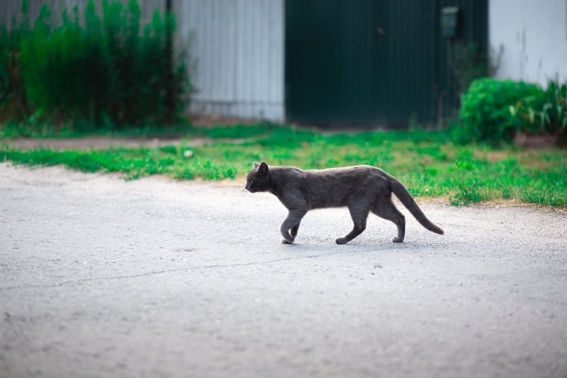 Кошка заражается лямблиями при поедании травы