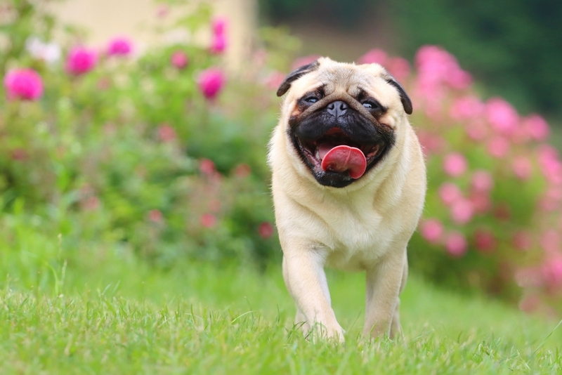 Повторную вязку мопсов можно проводить через 2 дня