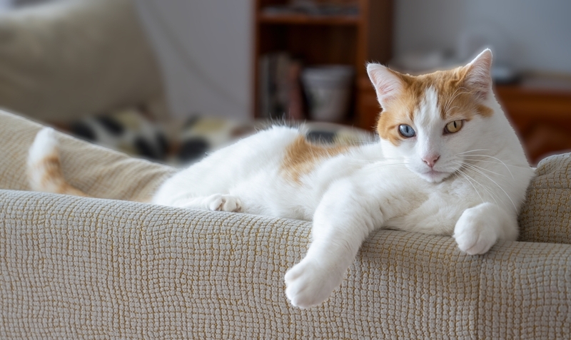 При гетерохромии глаза у котов разного цвета