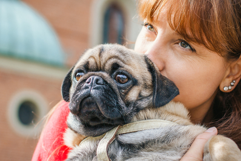 После 8 лет суки мопсов не допускаются к вязкам