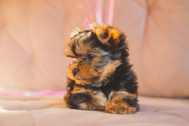 Черный окрас у йорков связан с генами