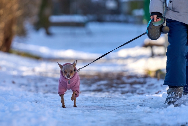Течка у той-терьера может проходить в скрытой форме