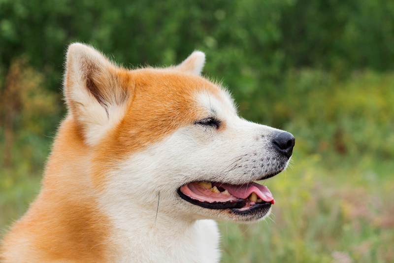 Срок жизни акита-ину можно сравнить с человеческим возрастом