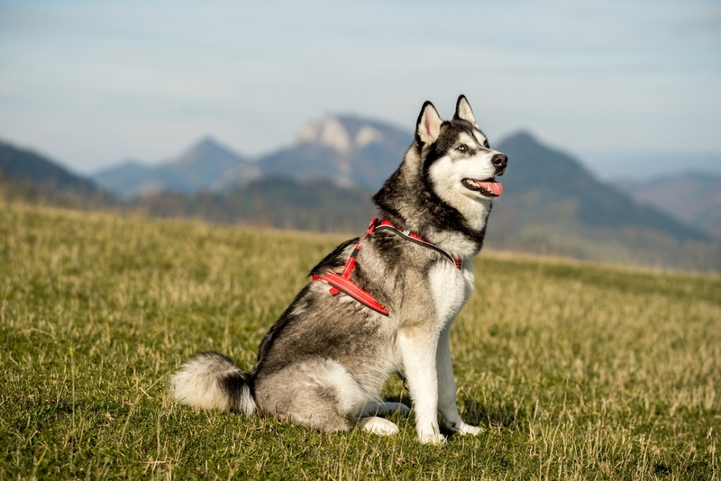 Повторную вязку хаски можно провести через несколько дней