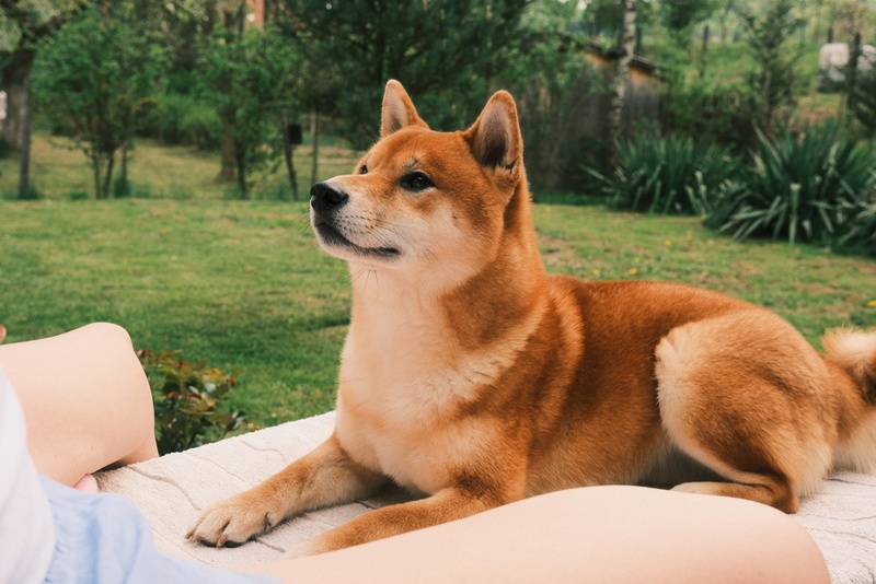 У сиба-ину встречаются болезни глаз