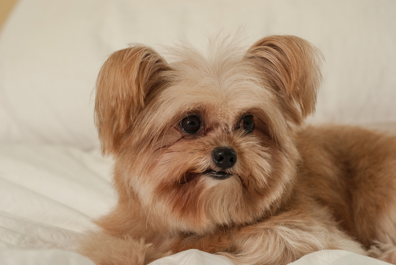 Если у собаки пропадают симптомы блошиного дерматита, значит, лечение эффективно