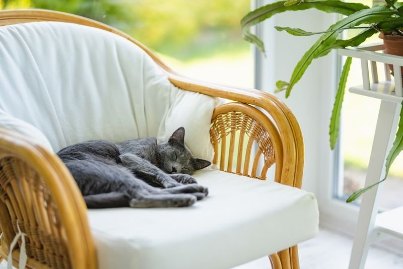 Болезни влияют на то, сколько весит русская голубая кошка