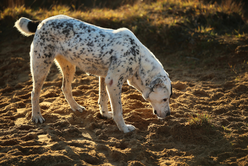 На ранних сроках беременность менять уход за алабаем не нужно