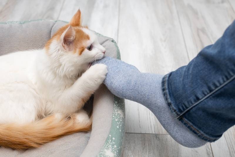 Почему кошка кусает за ноги своих хозяев – 8 причин