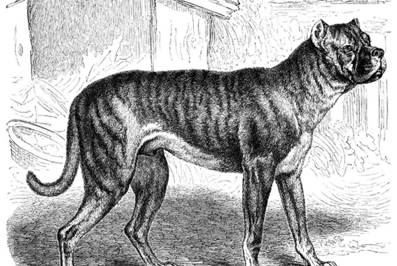 Булленбайссер – вымершая порода бульдогов