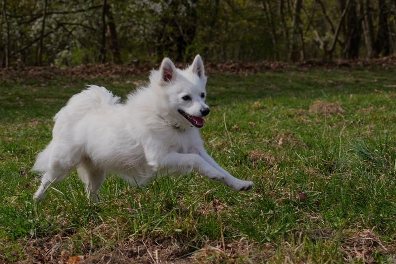 Уход может влиять на то, сколько весит японский шпиц