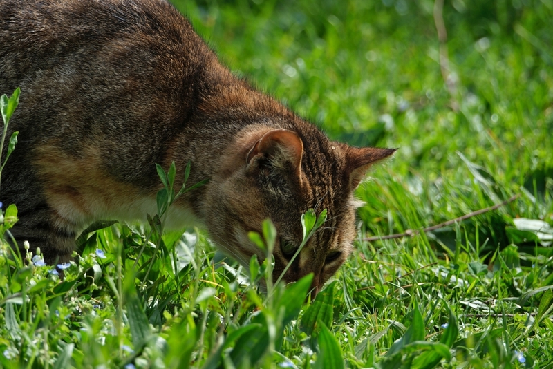 Чем полезна трава для домашних кошек?