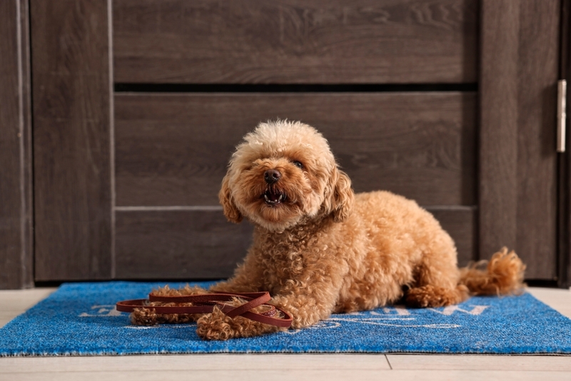 Какие собаки, кроме мальтипу, редко вызывают аллергию?