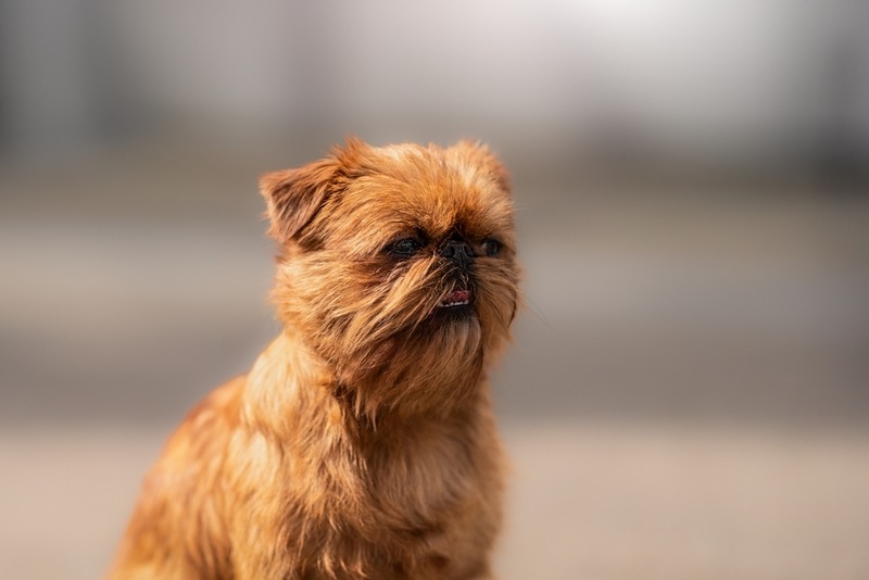 Уход влияет на то, сколько живут собаки гриффоны