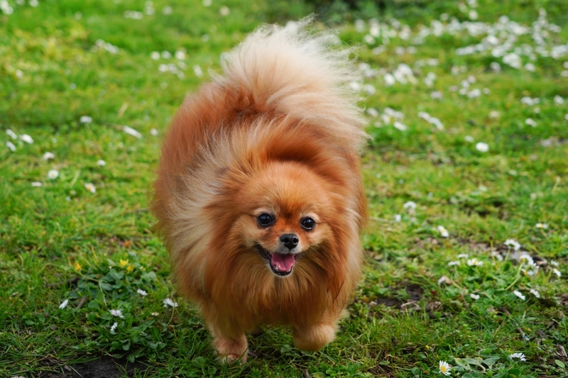 Кличка для мальчика шпица может быть связана с окрасом