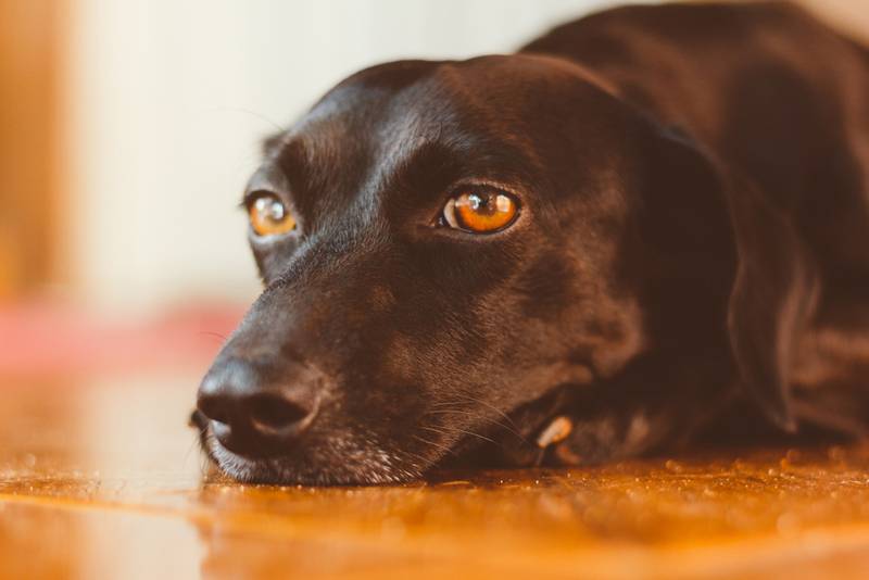 Кампилобактериоз у собак: симптомы, лечение, профилактика