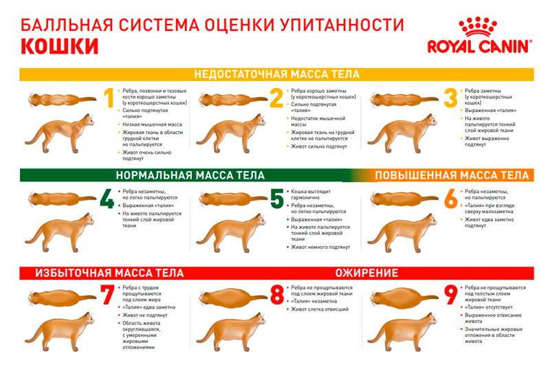 Ожирение у котов: признаки, способы лечения