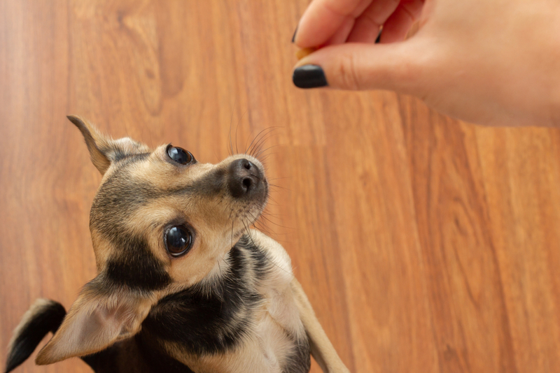 Той-терьера можно кормить лакомствами