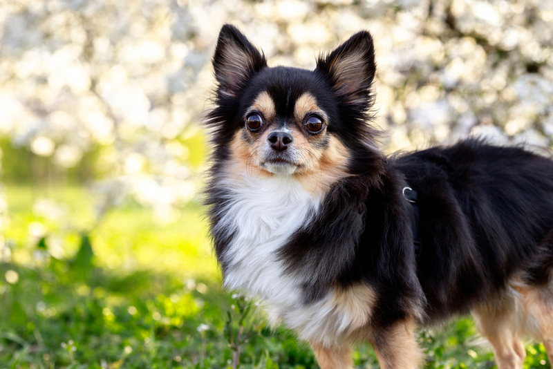 Течка у чихуахуа сопровождается выделениями