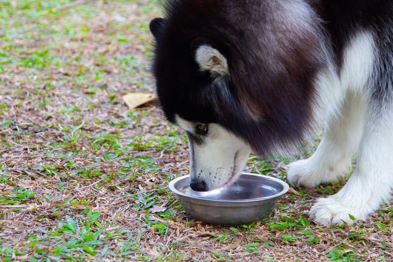 Кроме питания, хаски нужна вода