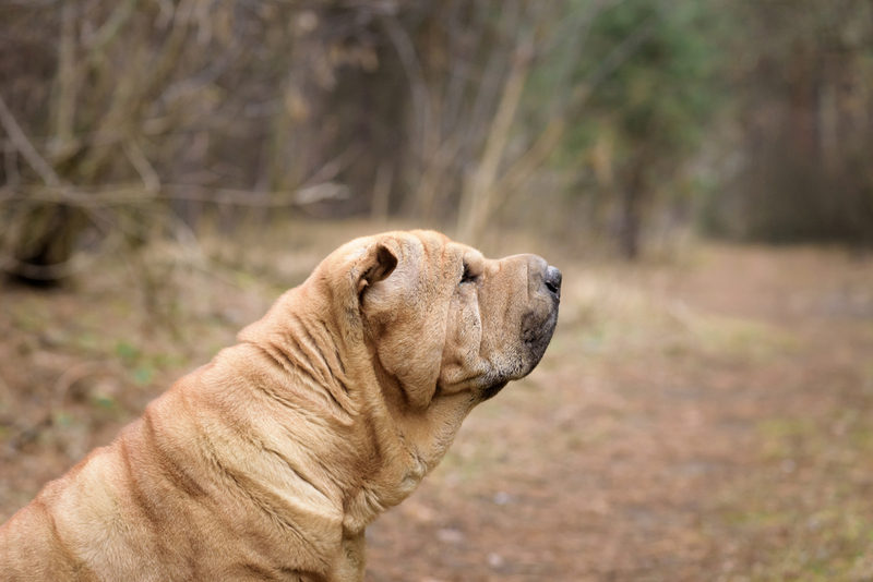 Шарпей – это молосская собака