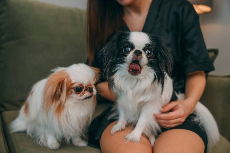 То, сколько прожил японский хин, можно определить по зубам