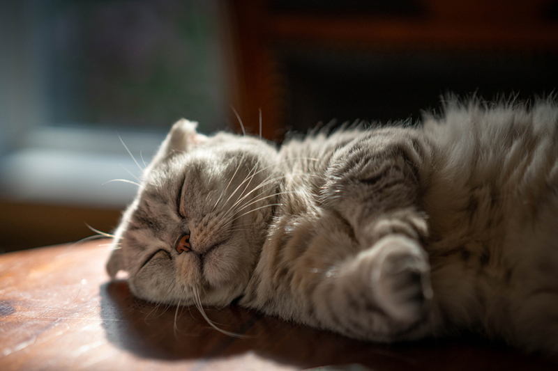 Заболевания негативно влияют на то, сколько проживет манчкин