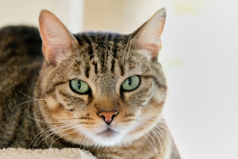 Европейская кошка живет меньше, чем человек