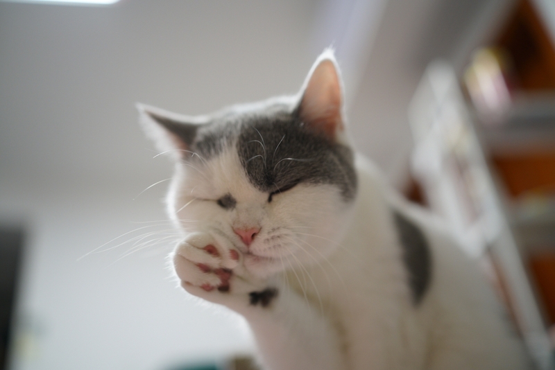 Атопический дерматит у кошек проявляется зудом