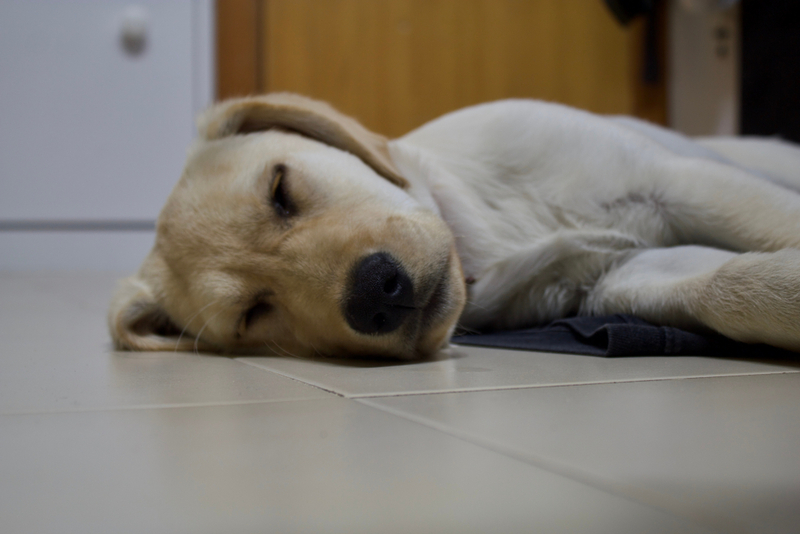 Собака может потерять сознание из-за кашля